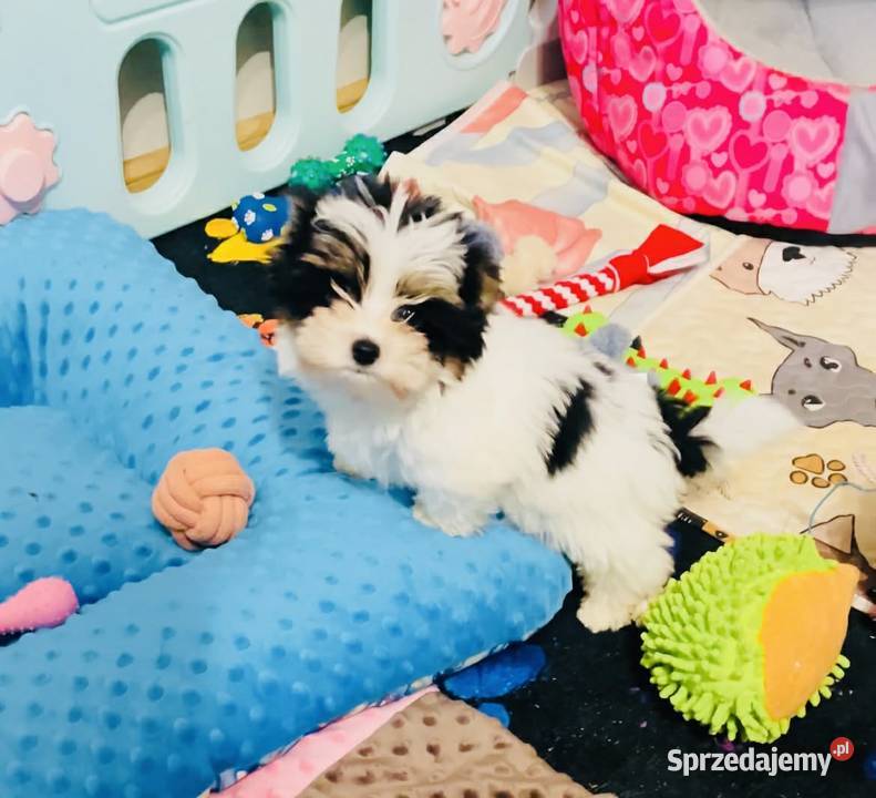 York Biewer cudeńko z Bajki Do odbioru Wrocław