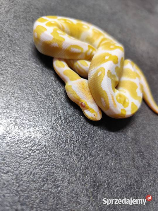Pytony Królewskie Albino mazowieckie Pruszków