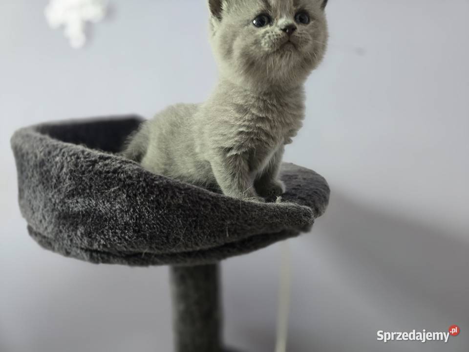 Kocięta brytyjskie Łagiewniki