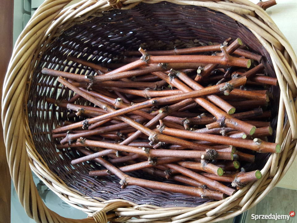 Sadzonki Sztobry winorośli Seyval Blanc Skawina