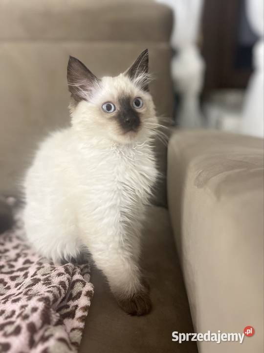 Kotki w typie rasy Ragdoll 13 tygodni kocurki lubelskie Chełm