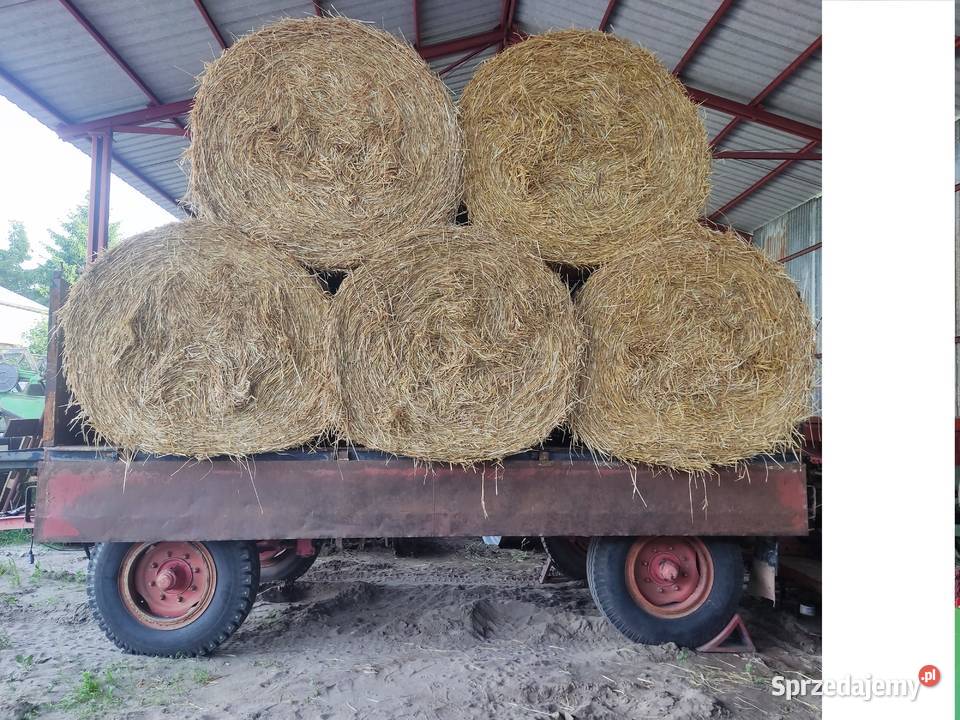 słoma jęczmienna baloty120x140 możliwość Chełm