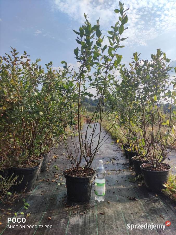 Owocujace Krzewy Borówki transport Owocowe Sanok