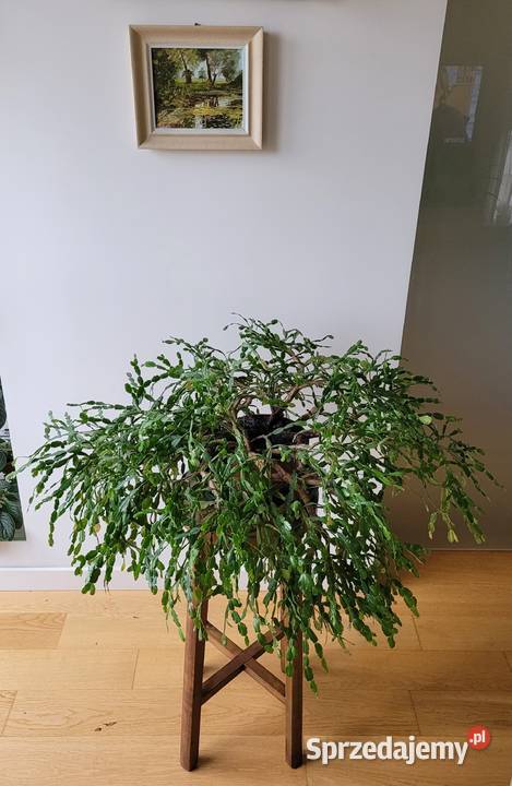 Zygokaktus grudnik Szlumbergera kaktus Warszawa