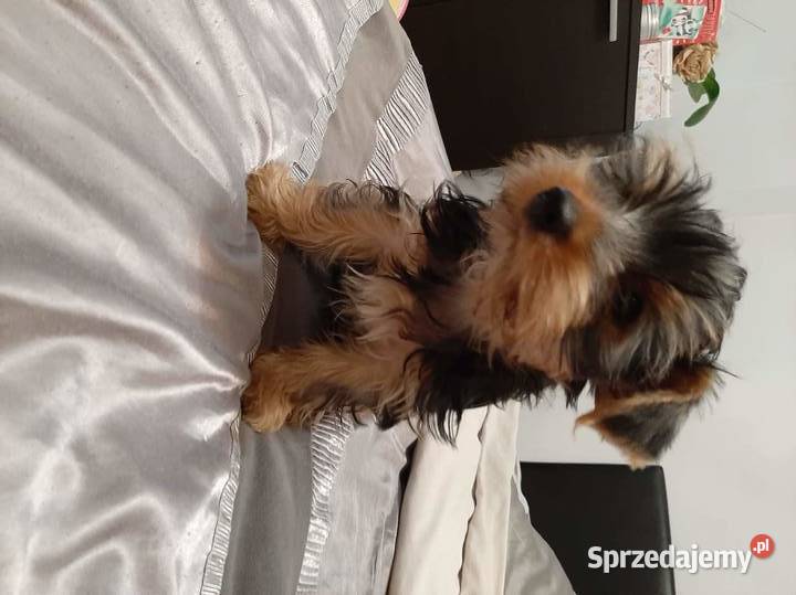 Piękne yorki Lublin