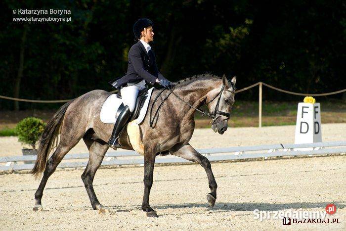 Dajana klacz małopolska Żyrardów