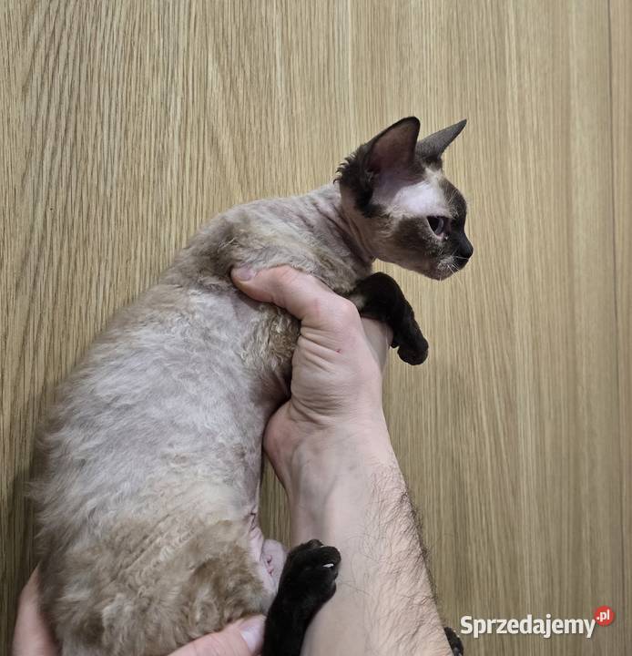 Kochane kotki Devon Rex Tuszyn