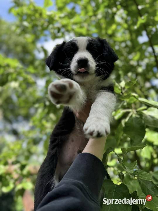 Szczeniak Border Collie ZKwPFCI Hodowla dolnośląskie Jelenia Góra sprzedam