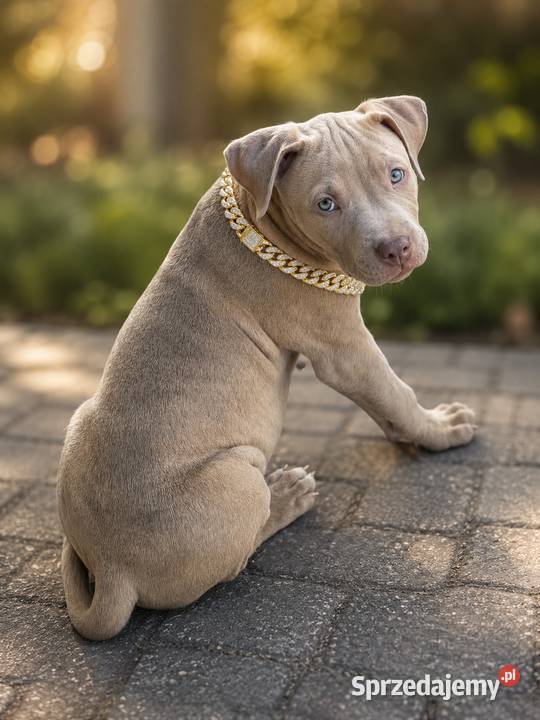 American pit bull Terrier wyjątkowa suczka I Opole