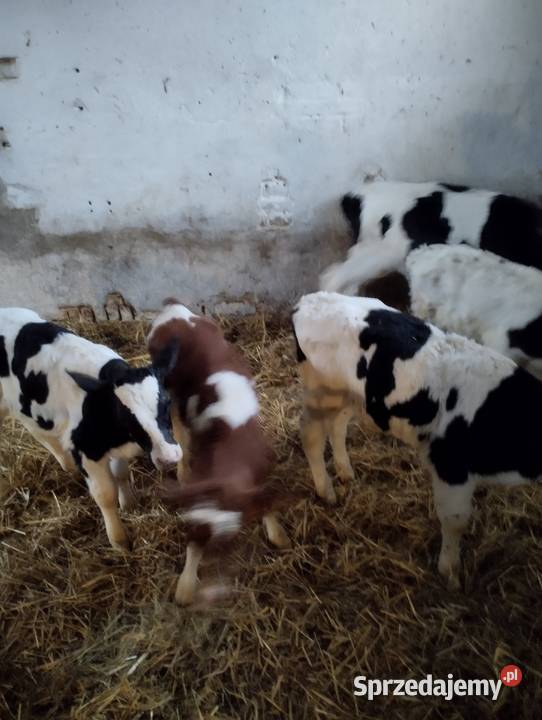 Sprzedam cielaki Jabłoń