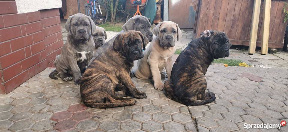 SZCZENIĘTA CANE CORSO Puławy