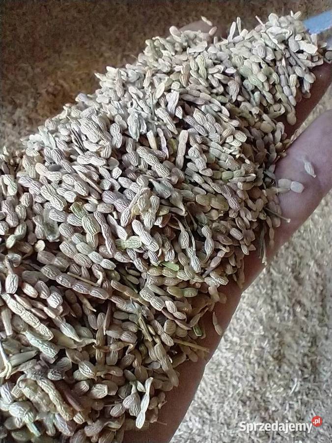 Saladera seladera seradela saradela