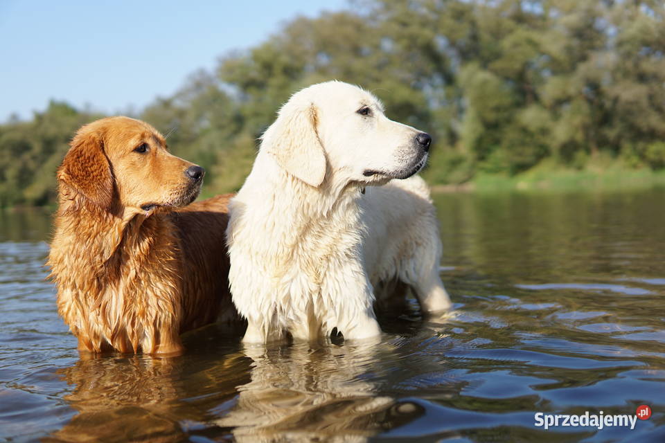Szczeniak Golden Retriever