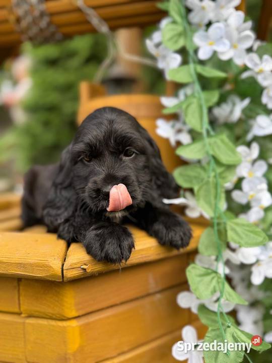 Śliczna czarna sunia Cocker Spaniel Angielski z Warszawa