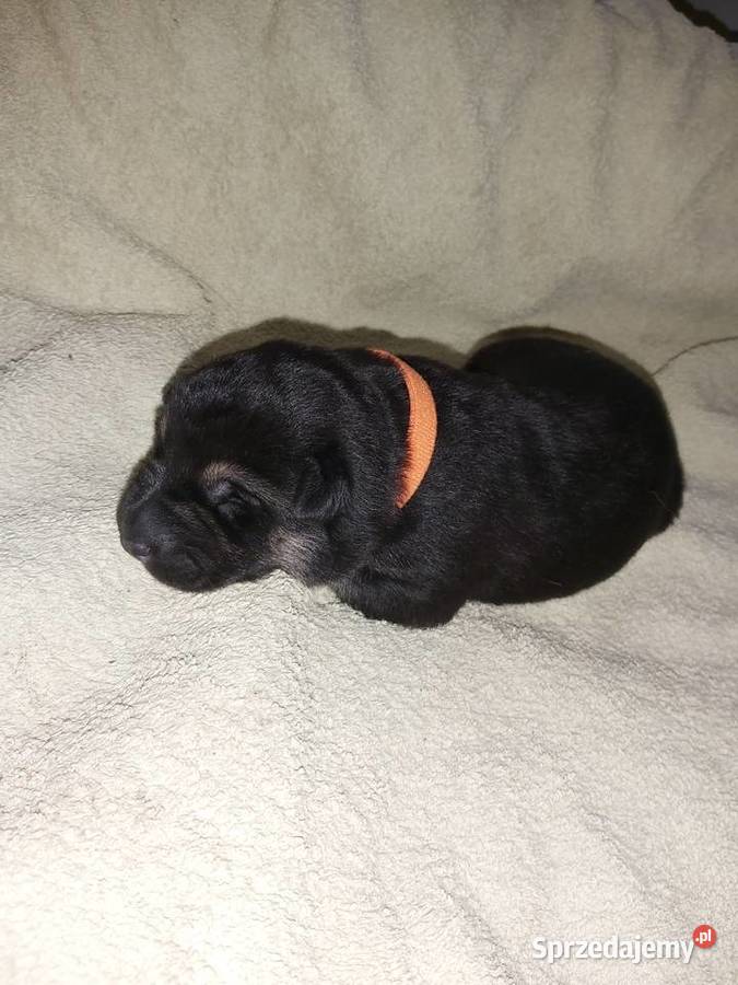 Owczarek niemiecki szczenięta Wojtal sprzedam