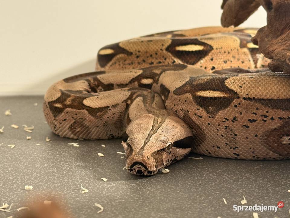 Boa Constrictor Guyana kujawsko-pomorskie