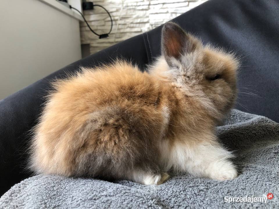 Królik miniaturka króliki miniaturki teddy i Glinik Dolny