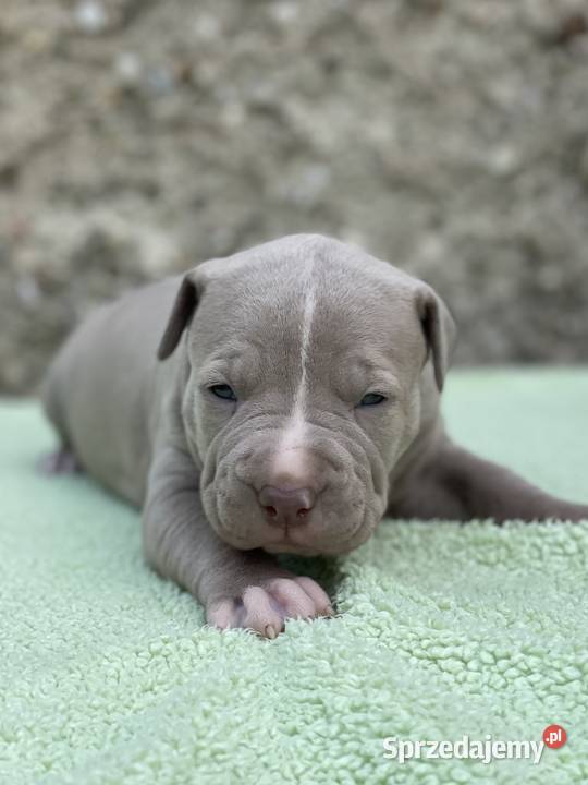 Amerykański Pit Bull Terrier szczenięta Opole sprzedam