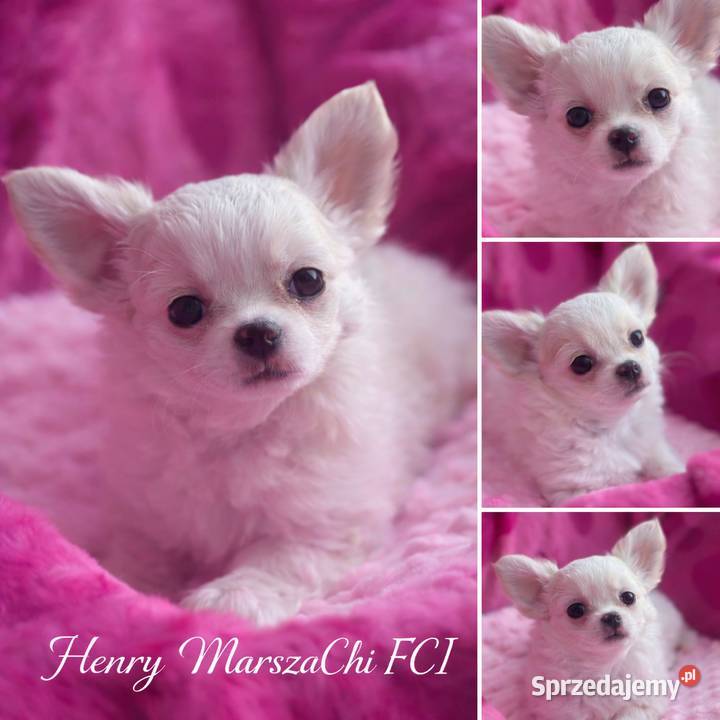 Chihuahua długowłosy z doskonałym rodowodem Chihuahua podlaskie Białystok sprzedam