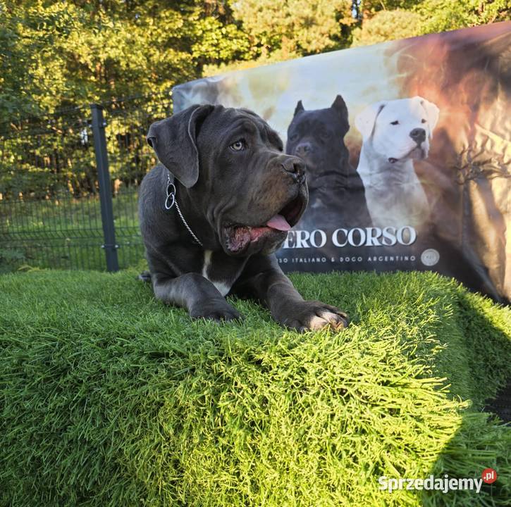 Szczeniaki Cane Corso ZKwP FCI