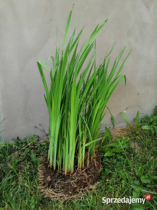 Irysy kosacieckępa z 20 sadzonek sadzonek z Gdynia sprzedam