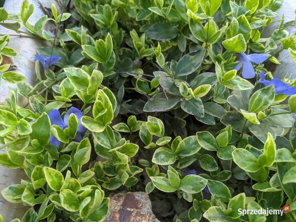 Barwinek Variegata lubelskie Lublin