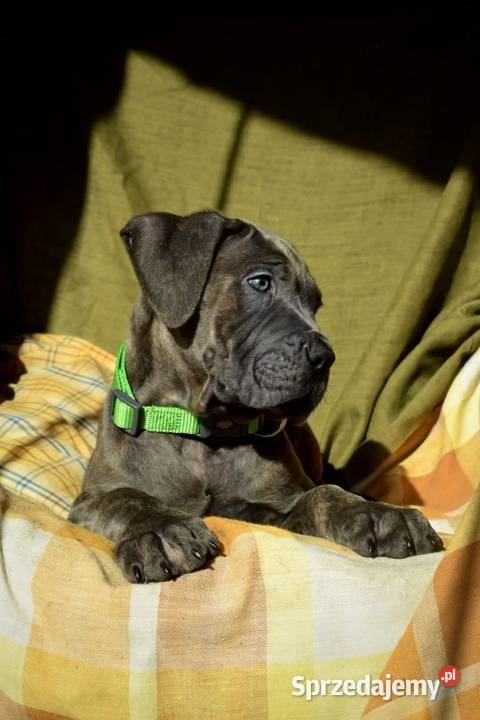 Cane Corso Ksin Fargo Fci