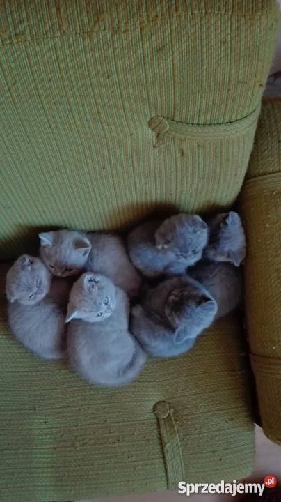 Piękne kotki brytyjskie na sprzedaż Brytyjski sprzedam