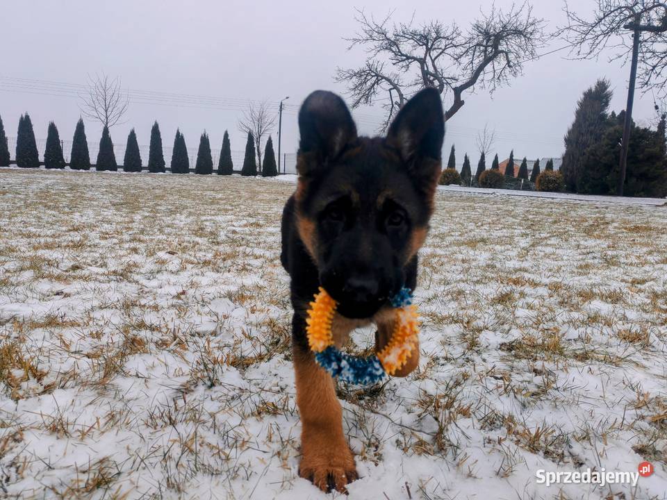 Owczarek niemiecki suka Gołuchów