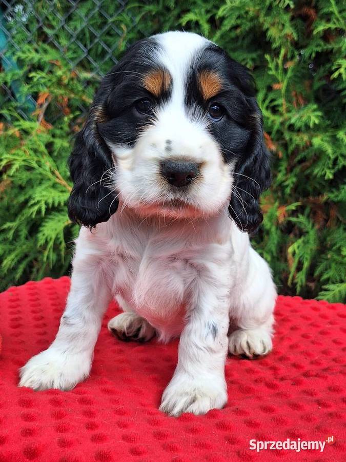 Cocker spaniel angielski kujawsko-pomorskie Kowal sprzedam