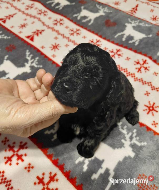 Maltipoo czarny piesek mazowieckie