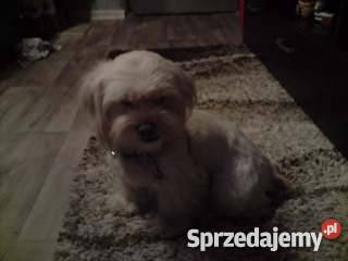 Szczeniaki shih tzu Stargard Szczeciński