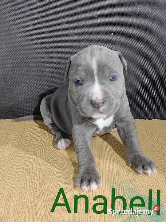 American Pitbull Terrier podkarpackie Żupawa