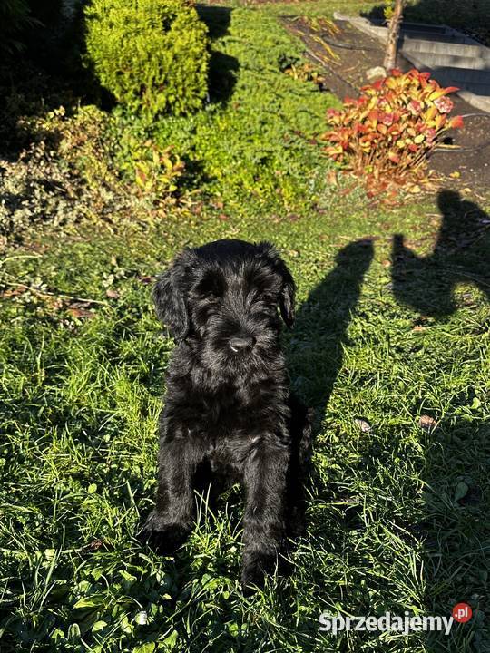 Sznaucer olbrzym piękna suczka FCI Olsztyn