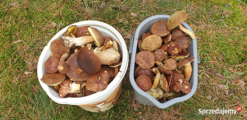 Grzyby świeże kujawsko-pomorskie