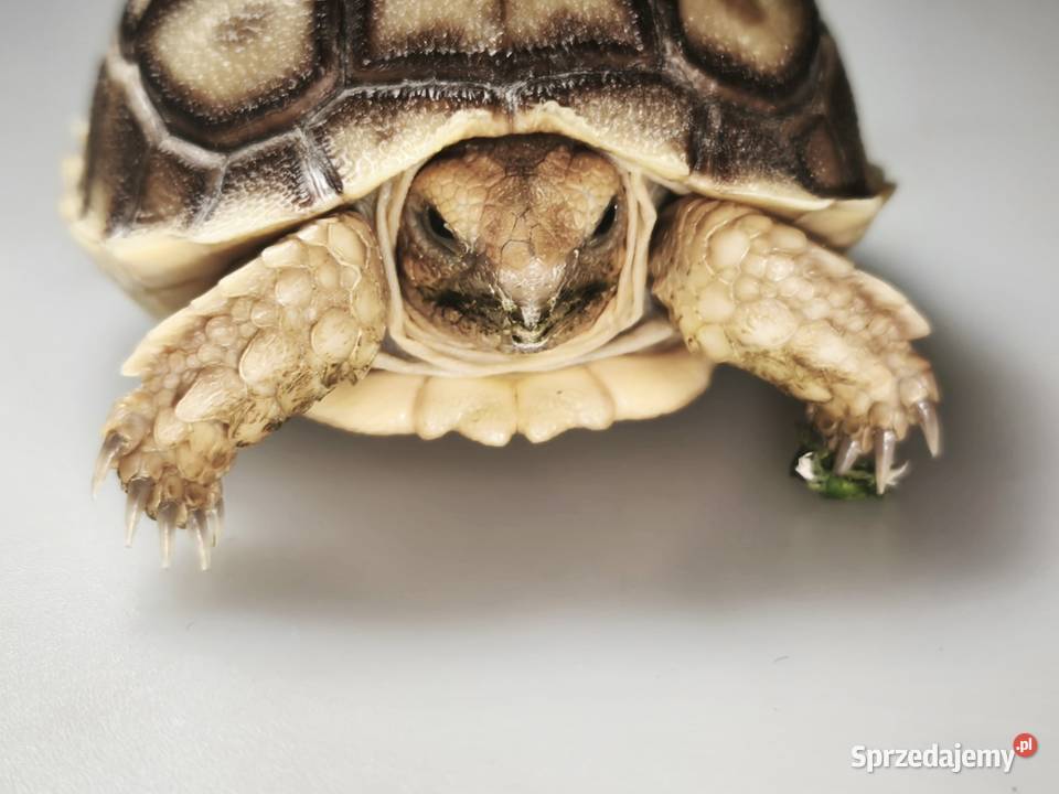 Żółw pustynny młody osobnik Wałbrzych