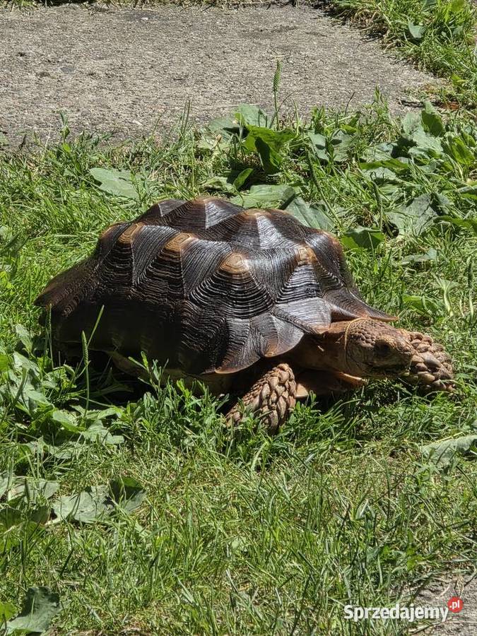 Żółw pustynny Sulcata 4 lata zdrowy z