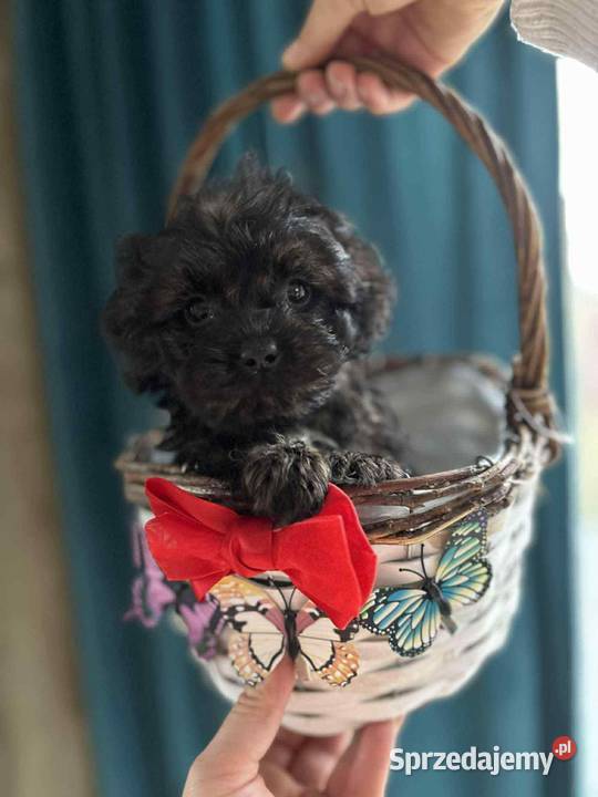 Suczka Maltipoo szuka domu