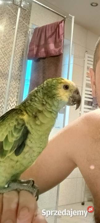 Papuga Amazonka Niebieskoczelna ręcznie Bielsko-Biała