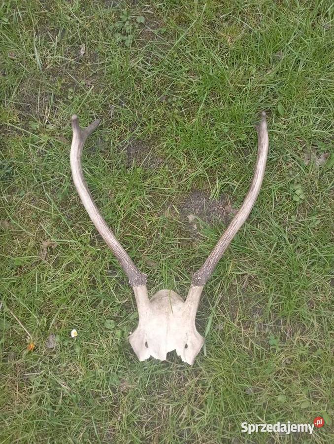 poroże z czaszka Częstochowa