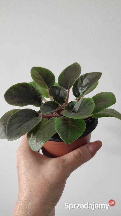 Sprzedam młode rrośliny odmiany CityLine Trendy Białystok