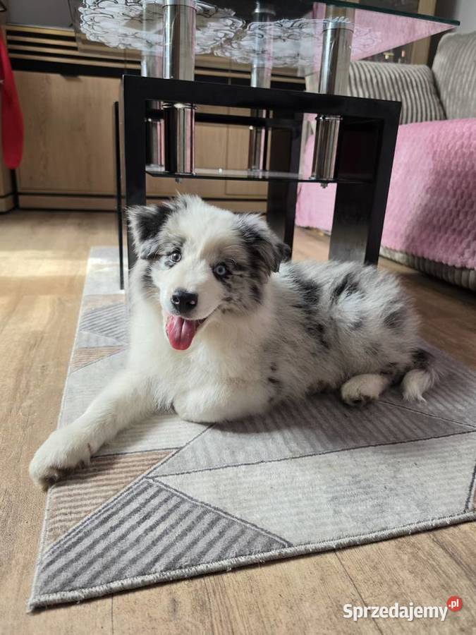 Piesek rasy border collie blue merle