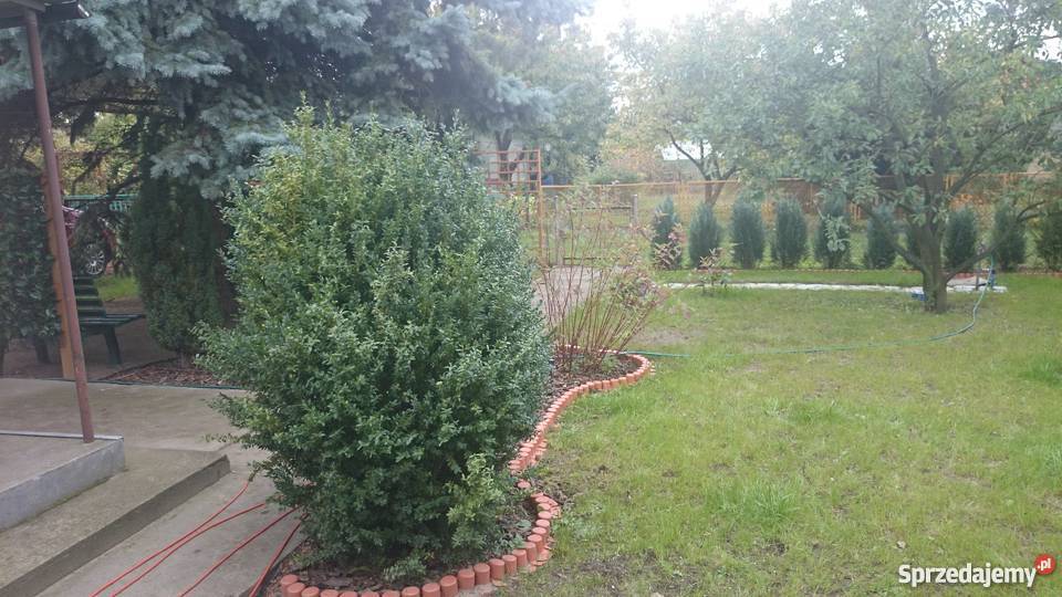 Działka rekreacyjna ROD Tęcza Złotniki Złotniki