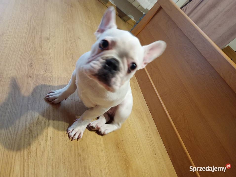 Sprzedam suczkę buldoga francuskiego Buldog Płońsk