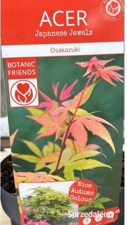 Klony palmowe Osakazuki BloodgoodFirecrocker Osiny