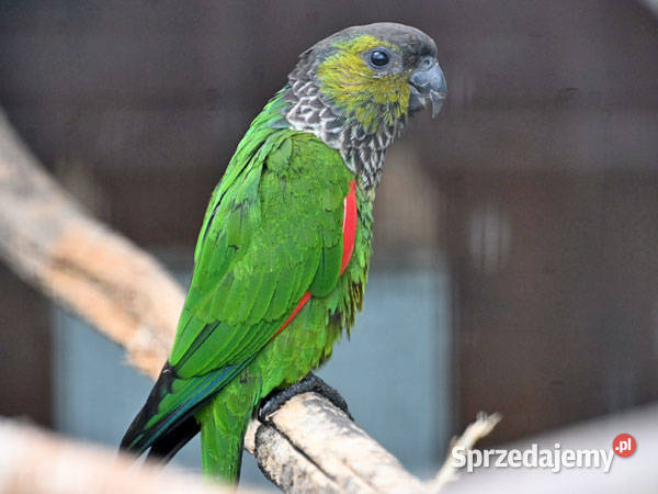 Rudosterki Czarnoglowe Rupicola Ptaki Myszków