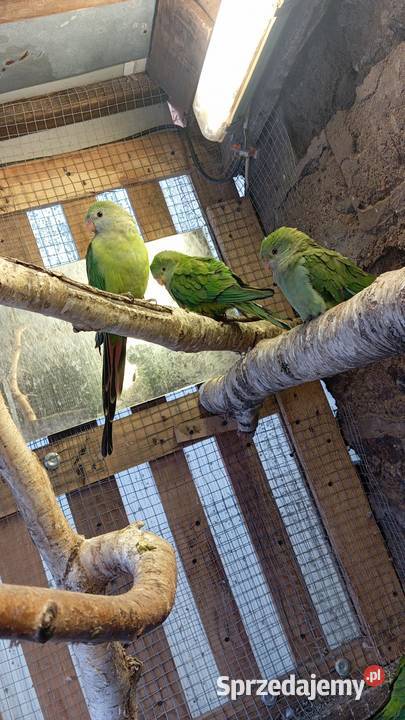 Sprzedam barabandy wielkopolskie Kawczyn