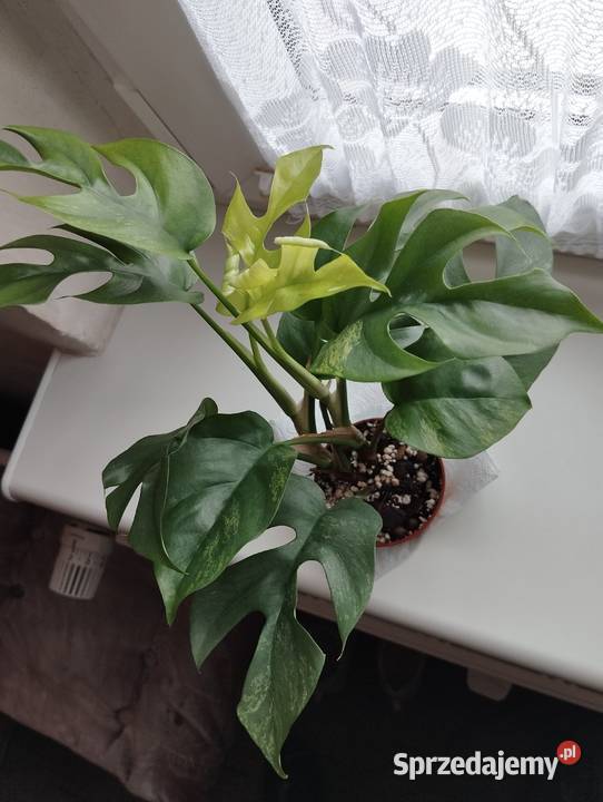 Sadzonka kolekcjonerska MONSTERA Rhapidophora zachodniopomorskie Szczecin