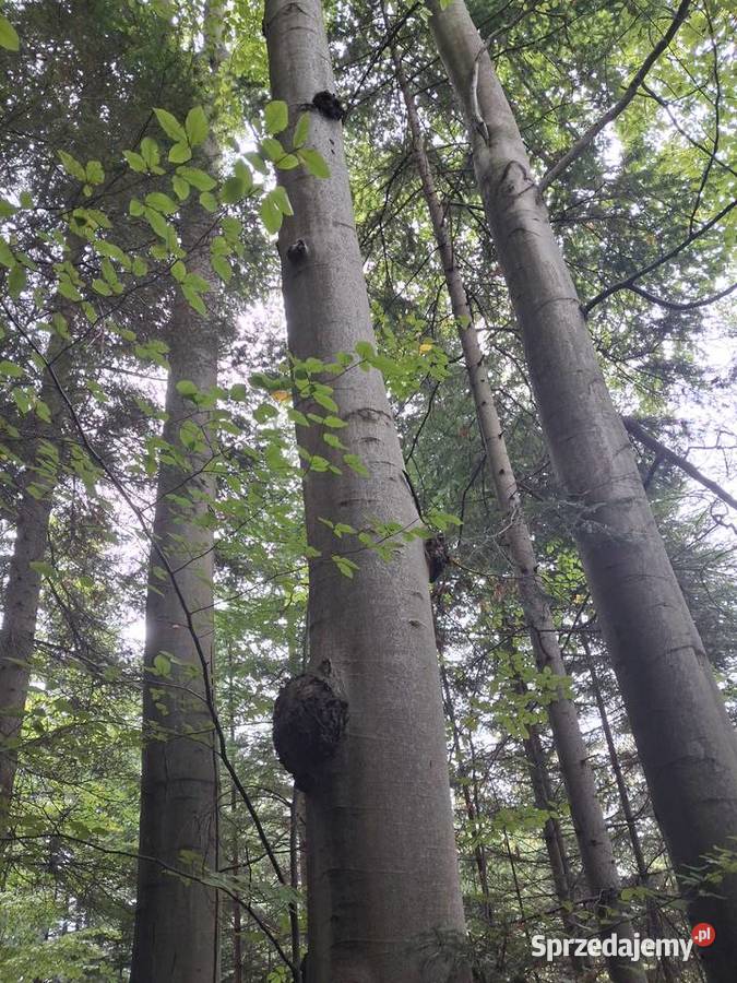 Sprzedam Las w Przysietnicy małopolskie Przysietnica sprzedam