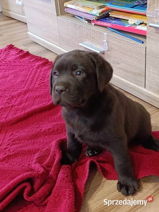 Pieski czarne biszkoptowe Labradory Retriever Tarnów sprzedam